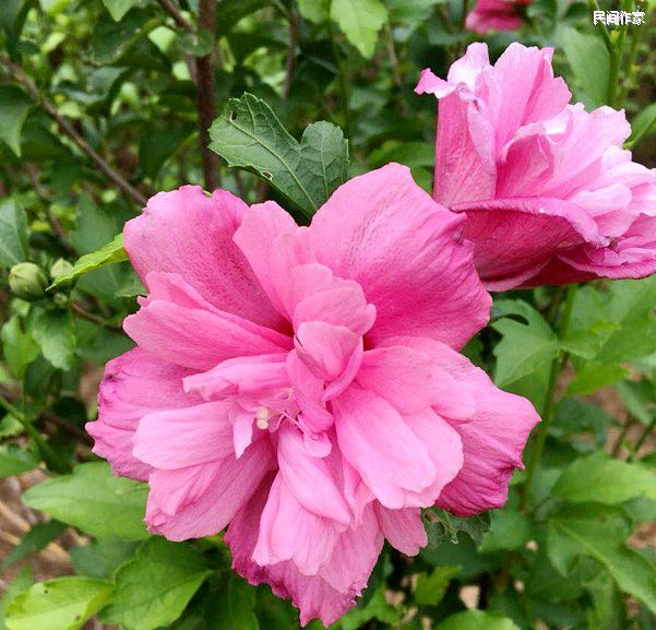 ���¹�����������������