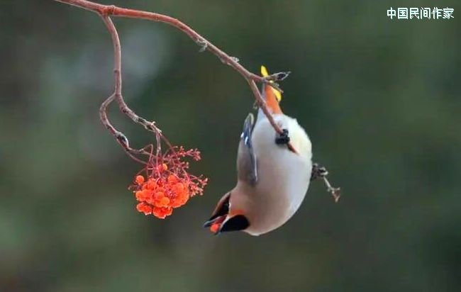 ��һ��ѩ�������׺�����ĵ�֦ͷ