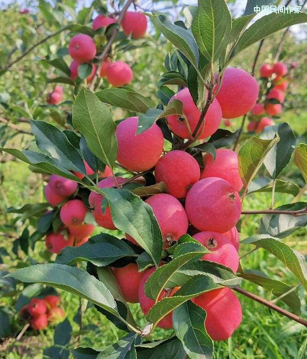 ��ɫ�����������ﾲ��