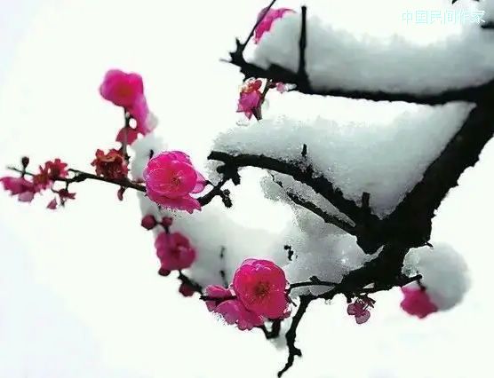 ��÷��ѩ������