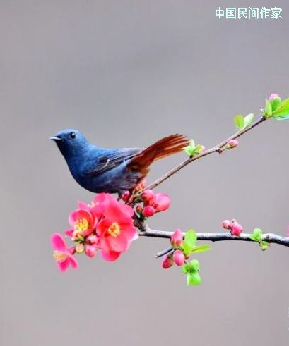 ��֦ͷ���˺��